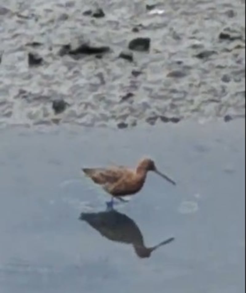 Bar-tailed godwits are winter visitors to Irish shores and most have already left by now on their journey to breeding grounds in Scandinavia and further afield. Photograph: Finn O'Leary