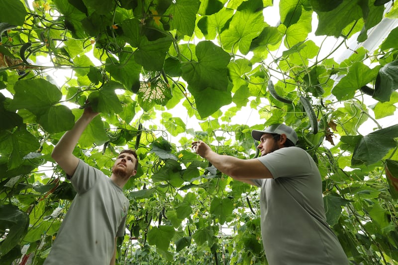 Sean Weldon and Shane Halpin in one of their glasshouses in Rush Co Dublin. Photograph: Alan Betson/The Irish Times

