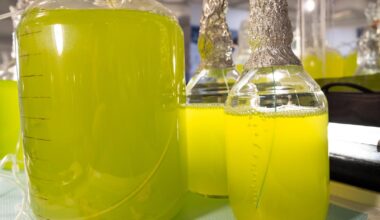 As Day Turns to Night, Blue-Green Algae Undergo a Molecular Rewiring