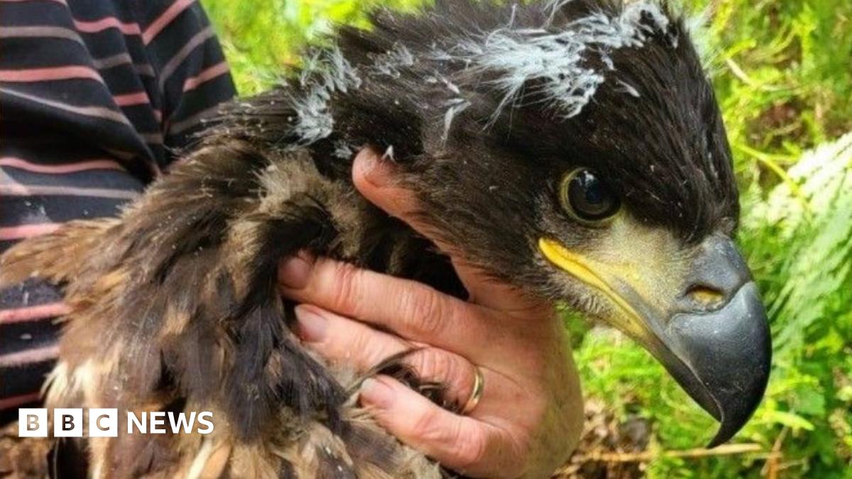 Golden eagle