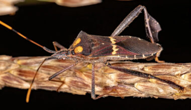 Baby bugs have to play 'game of roulette' to find survival partners before it's too late, researchers find