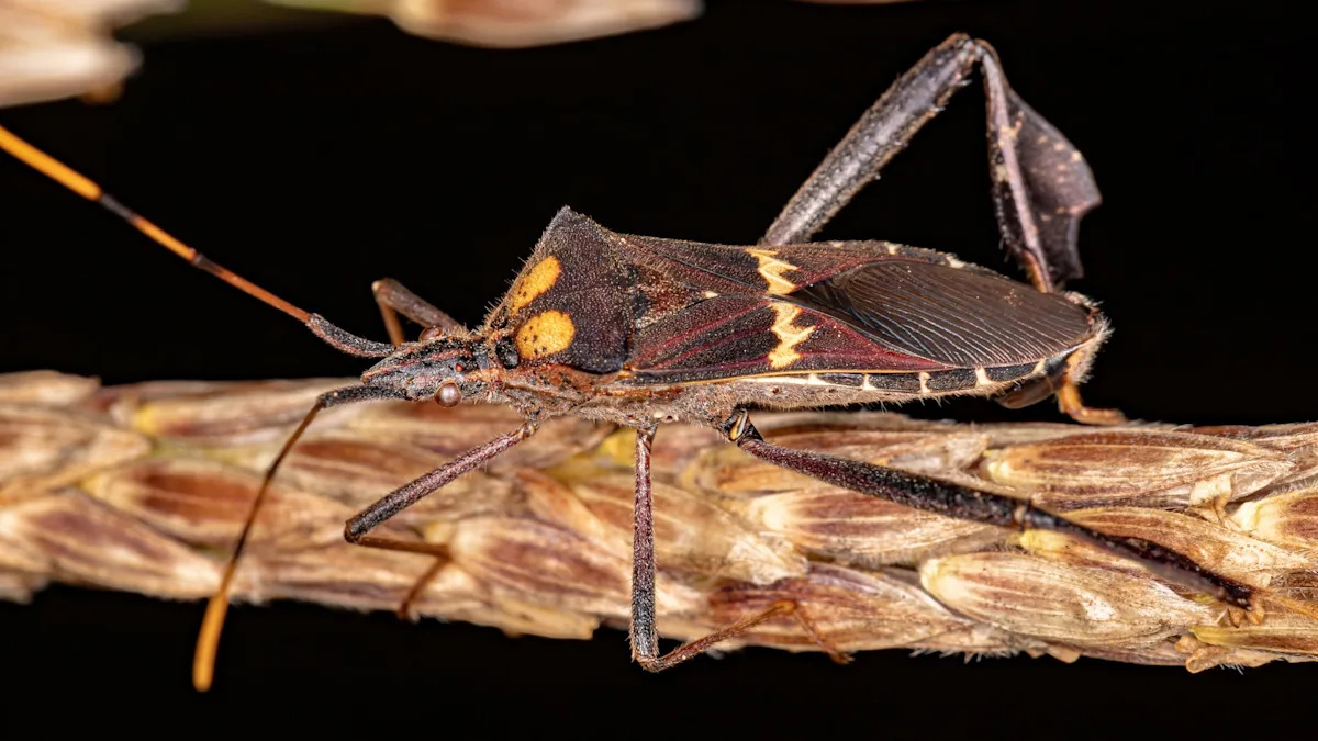 Baby bugs have to play 'game of roulette' to find survival partners before it's too late, researchers find