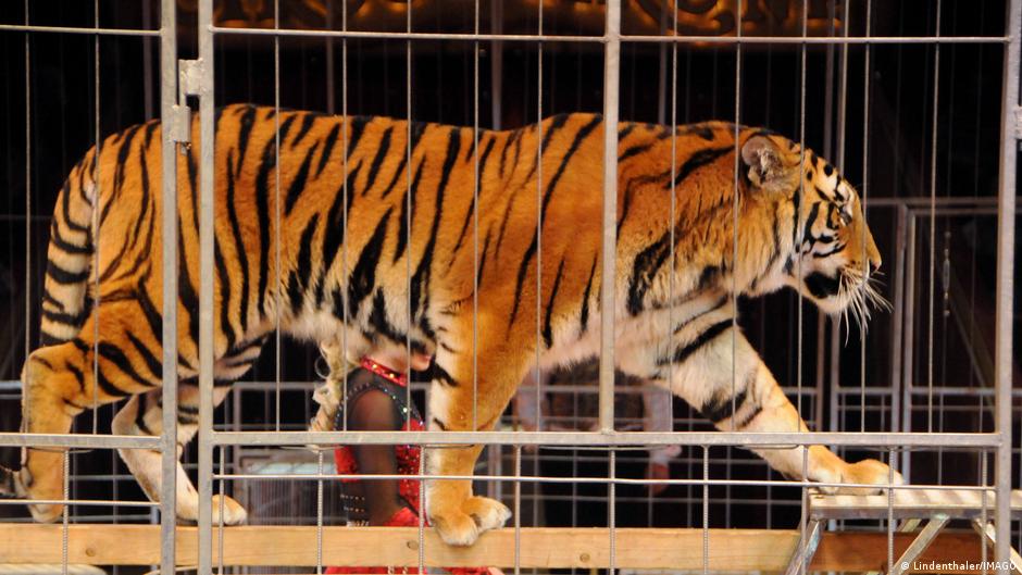 Tiger escapes enclosure near Leipzig, one person injured