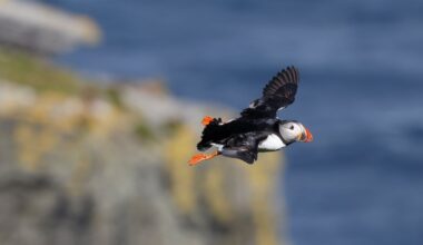 Two thirds of Ireland’s wild bird species are in danger. So are the rules protecting them – The Irish Times