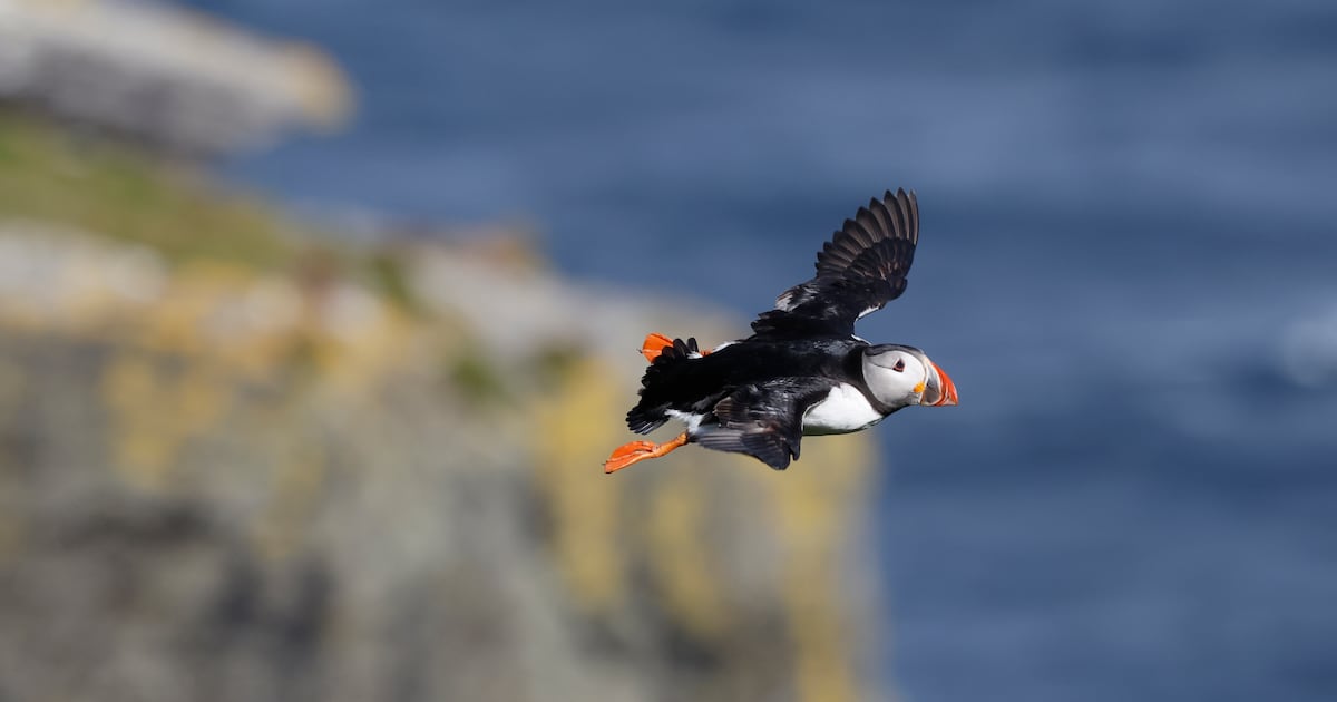 Two thirds of Ireland’s wild bird species are in danger. So are the rules protecting them – The Irish Times