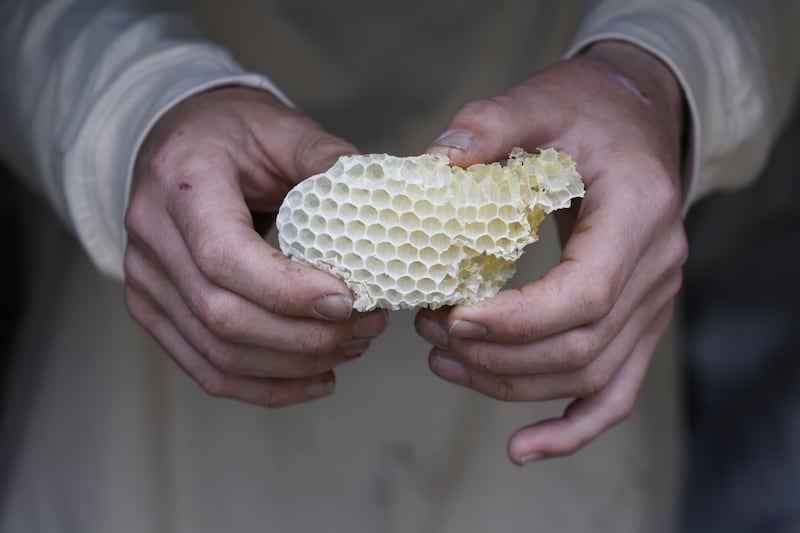 Beekeeper Anthony Freeman-O'Brien holding honeycomb from one of his beehives. Photograph: Nick Bradshaw