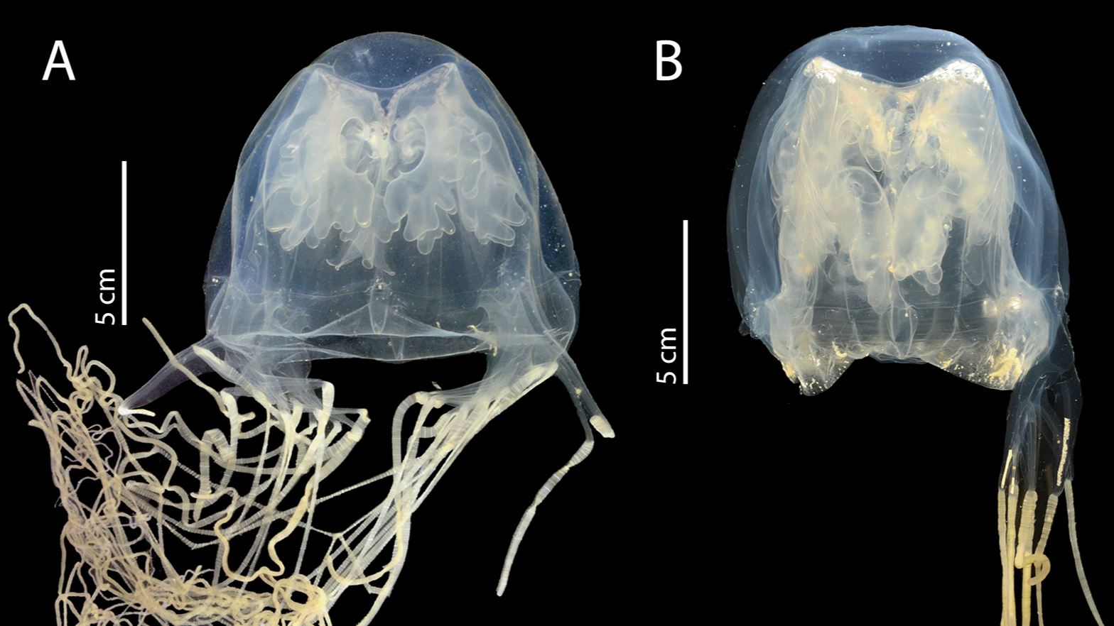 Two images of a newfound species of box jellyfish.