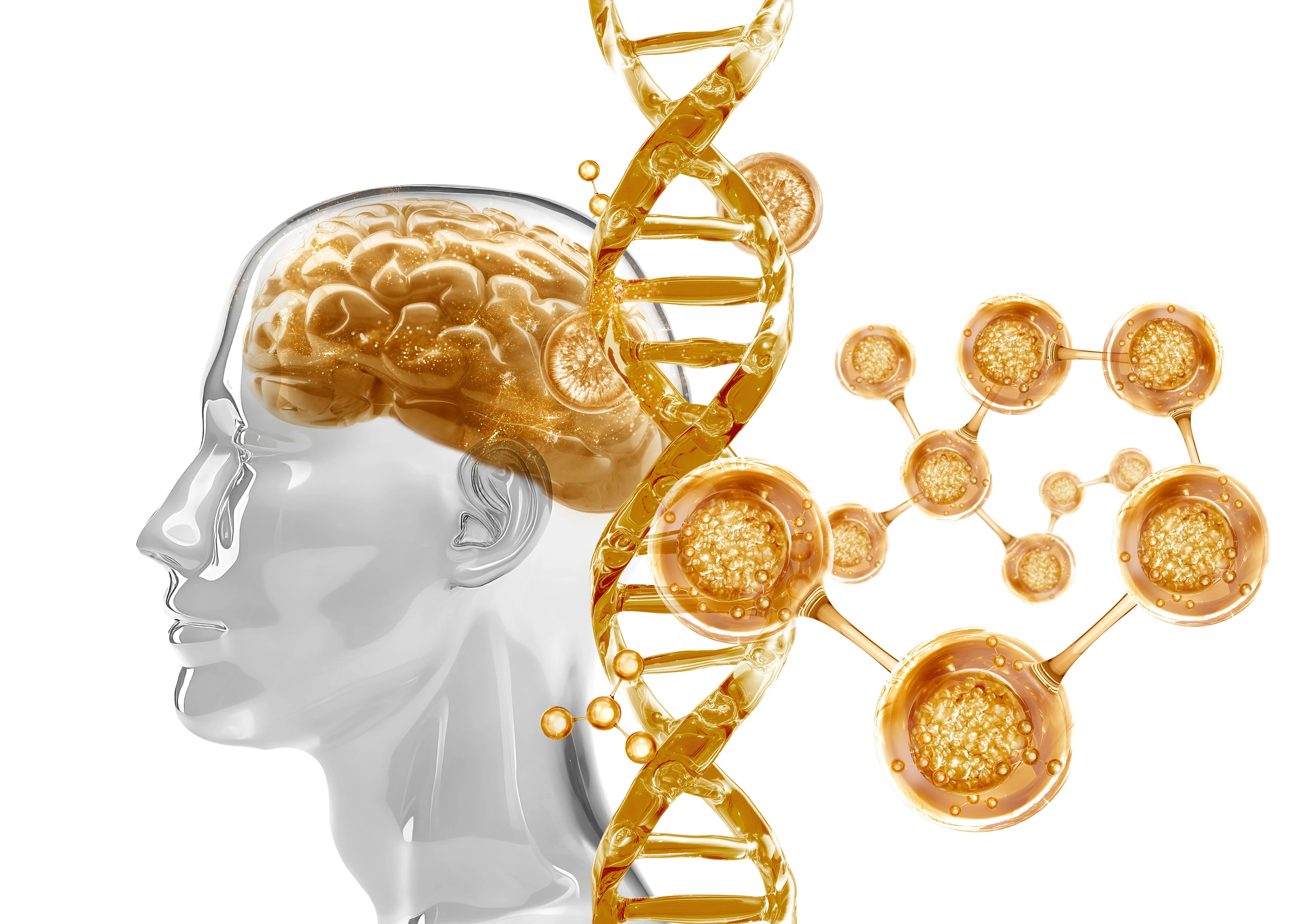 Diagram of human brain