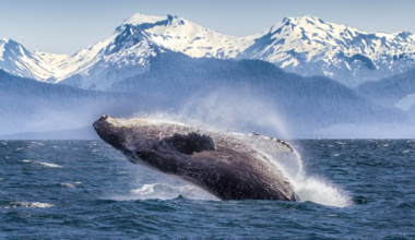 Listen: scientists stumped by humpbacks’ thrum heard for miles