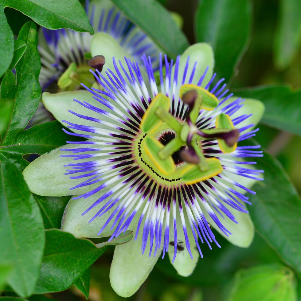 Blue Passion Flower native to southeastern region of south america, passion flower is now grown in many other parts of the world, including asia, europe and north america. the above ground parts have traditionally been used to make medicines such as calming herbs for anxiety, insomnia, seizure and hysteria. some of the plants produce fruits which are edible.
