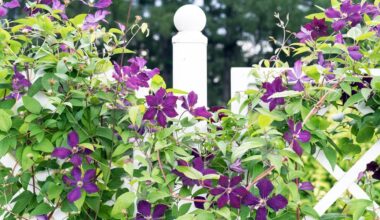 9 Fast-Growing Climbers To Cover Up An Ugly Fence Fast
