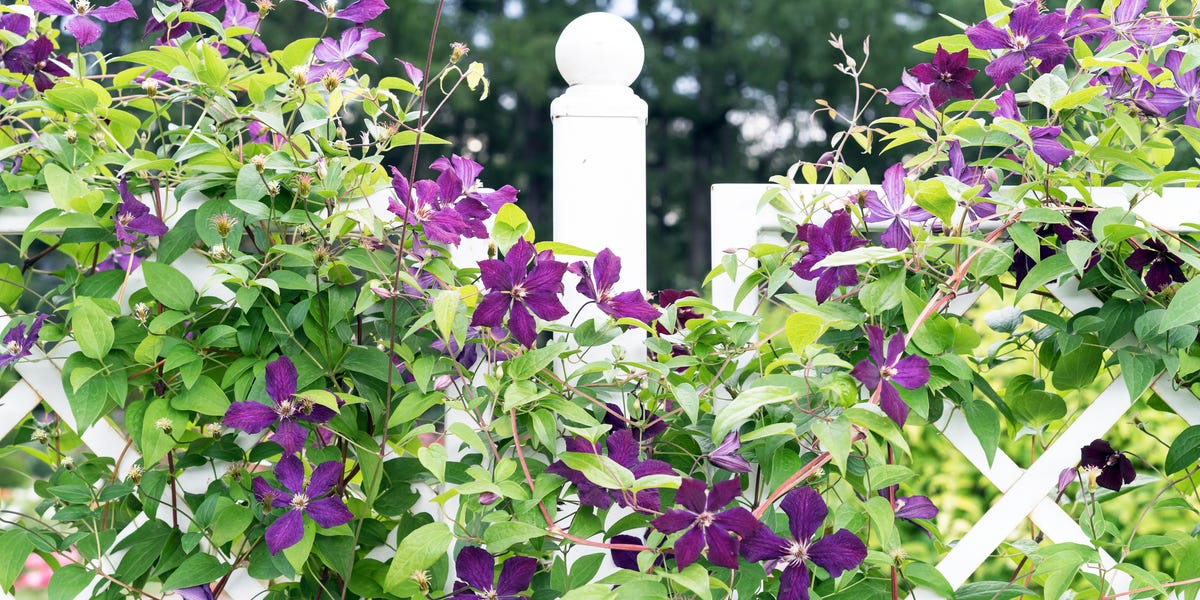 9 Fast-Growing Climbers To Cover Up An Ugly Fence Fast