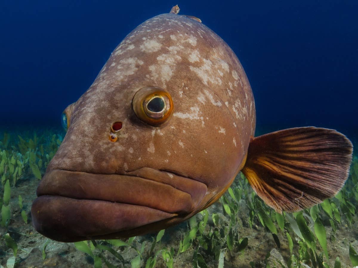 Diver Working Underwater Gets Unexpected Help From a Gentle Giant Grouper