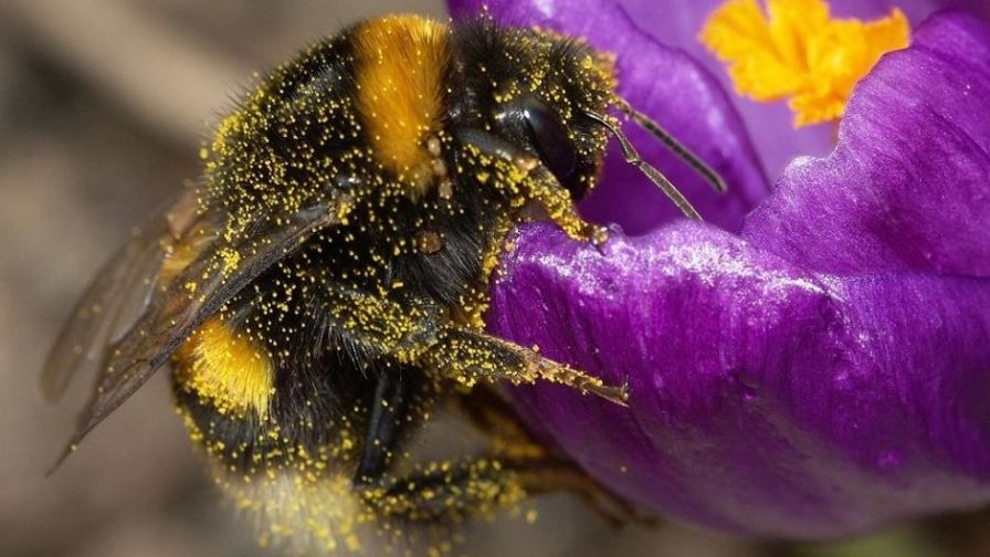 How Biodiversity Strips Help to Attract More Beneficial Insects