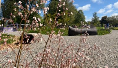 What happens to Bloom’s show gardens when the festival is over? – The Irish Times