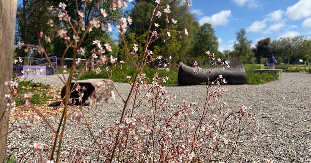 What happens to Bloom’s show gardens when the festival is over? – The Irish Times