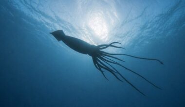 Architeuthis dux