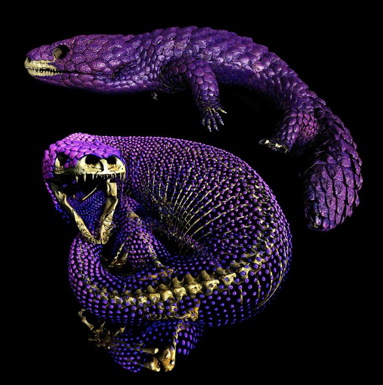 Armored Shingleback and Beaded Lizard Skeletons
