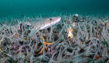Seabed life triples after bottom trawling ban in Scotland protected area
