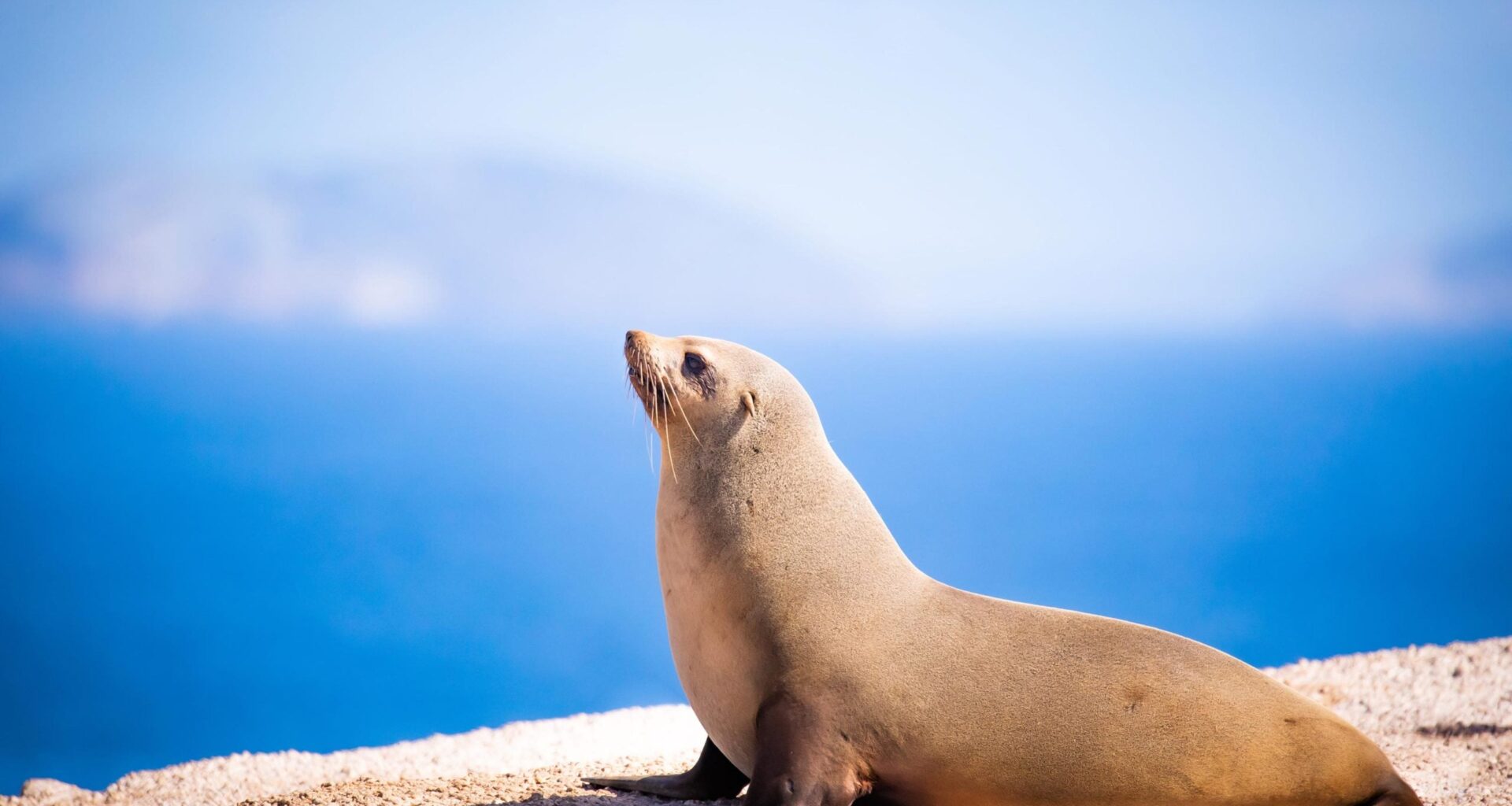 Fur Seals’ Hearts Suddenly Spike Hours After Returning to Land