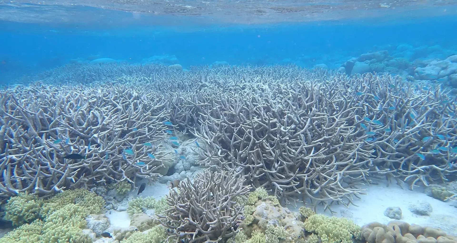 Scientists uncover the largest coral reef expansion in 100 million years