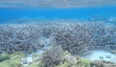 Scientists uncover the largest coral reef expansion in 100 million years