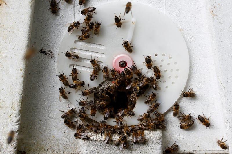 Honeybees on one of two hives at the Liberties city garden, Dublin 8. Photograph: Nick Bradshaw