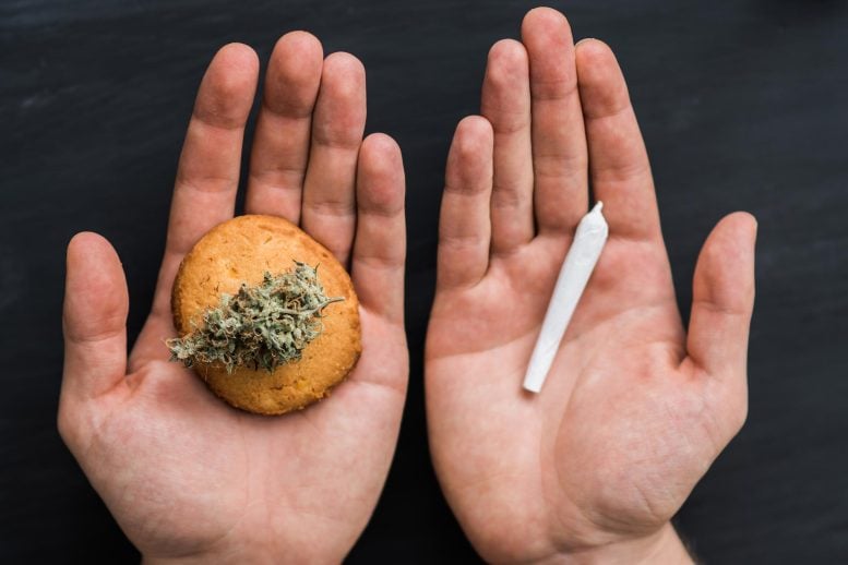 Cannabis Cookie Edible Marijuana Joint Hands
