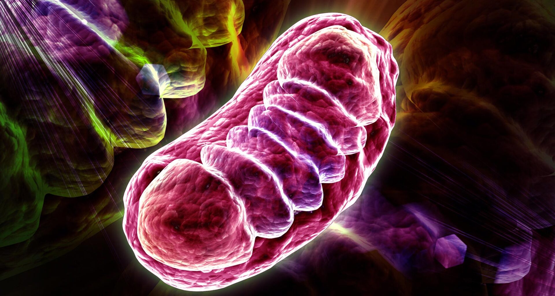 Cell Mitochondria Illustration