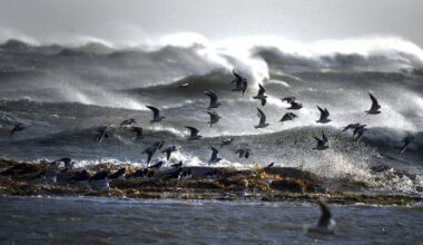 Ireland rejects EU allegations of failure to protect marine habitats – The Irish Times