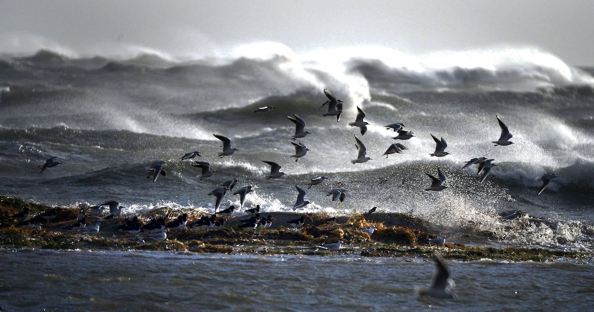 Ireland rejects EU allegations of failure to protect marine habitats – The Irish Times