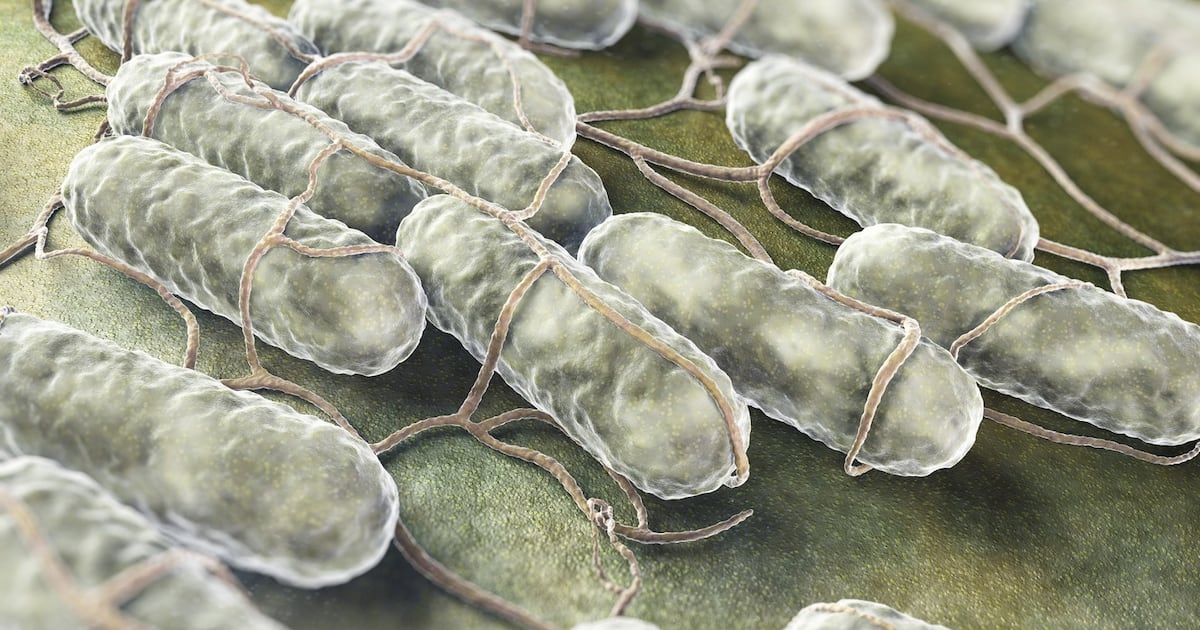 Supermarket chicken products withdrawn over salmonella fears – The Irish Times