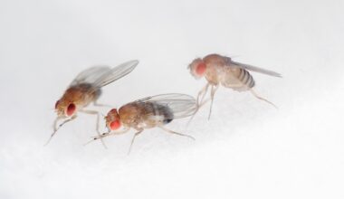 Fruit flies Adapt And Recover After Hypergravity Exposure