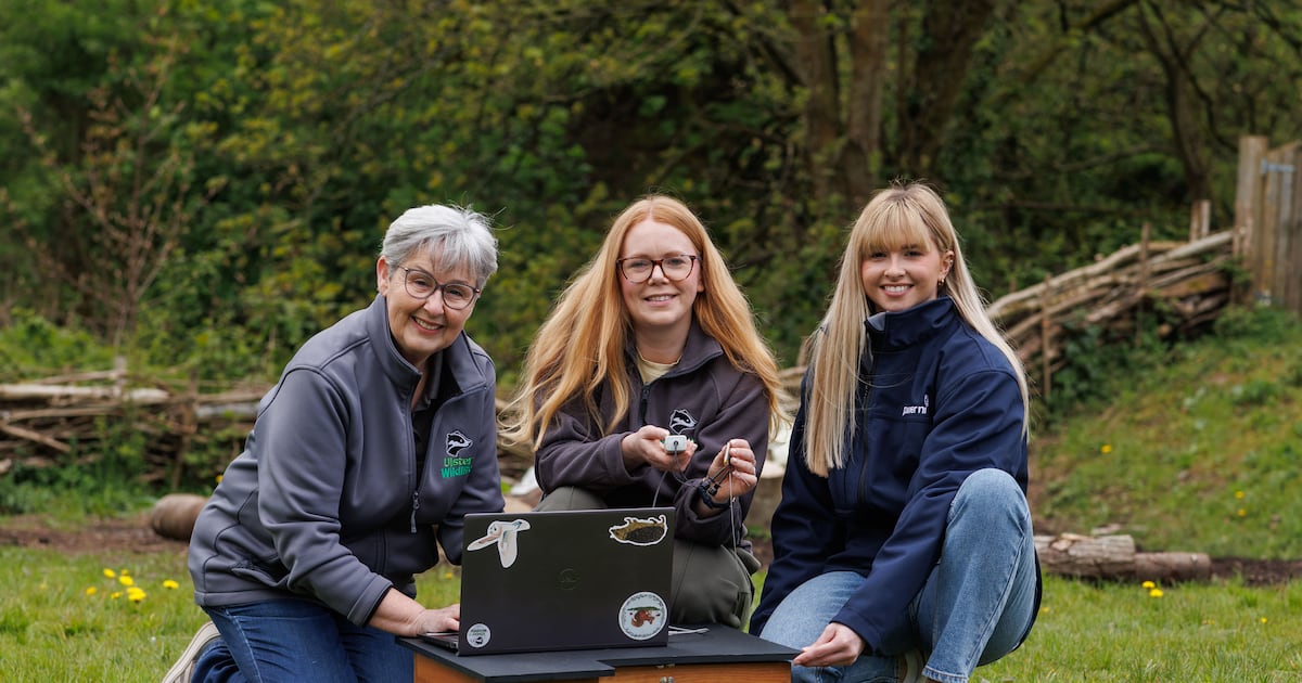 First project tracking hedgehogs in Northern Ireland aims to help protect their future – The Irish Times