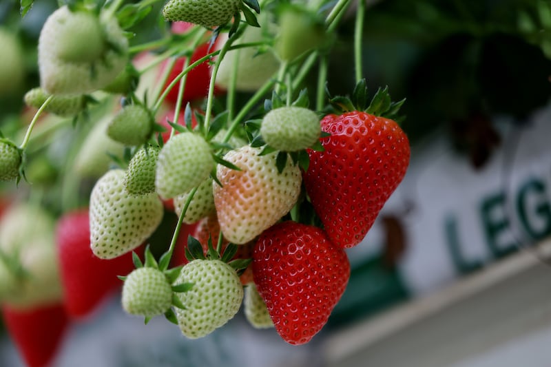 ‘Fruit used to be only eaten at weekends,’ says Pat Clarke. ‘Now it is part of every meal.’ Photograph: Alan Betson/The Irish Times

