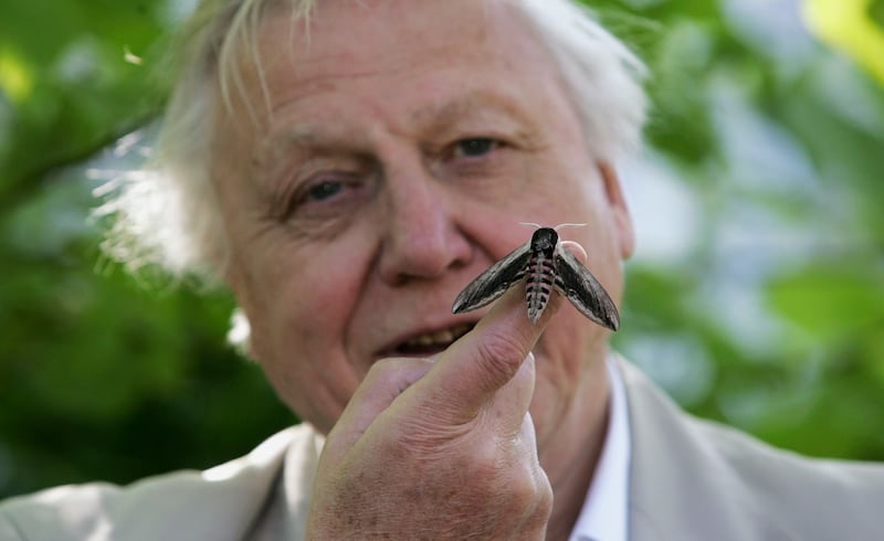 Naturalist David Attenborough launching the National Moth Recording Scheme at London Zoo in May 2007 in London. Photograph: Gareth Cattermole/Getty