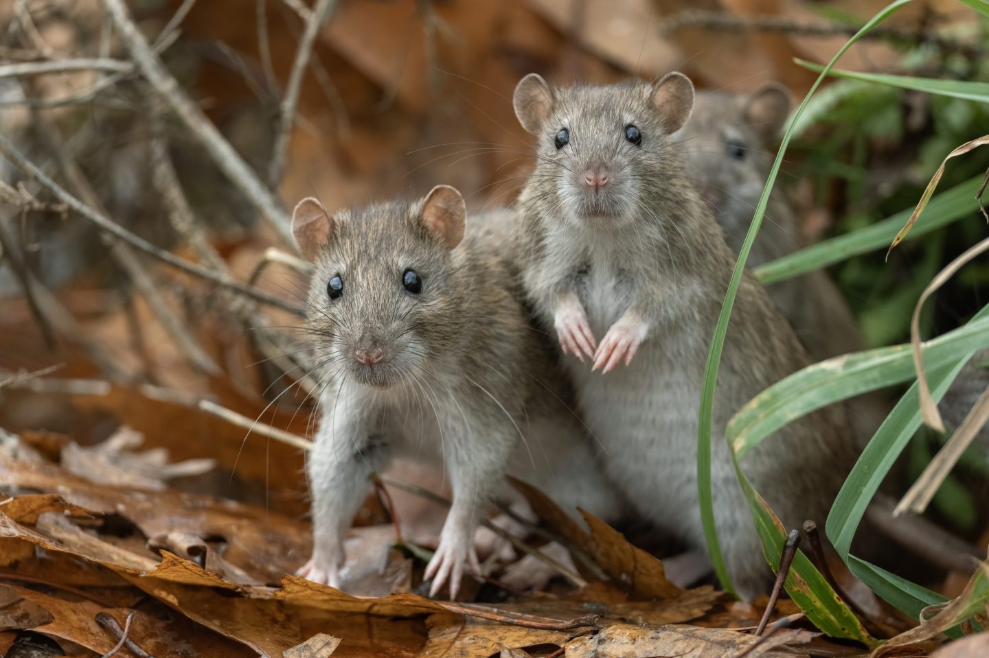 You're probably safe from the Hantavirus outbreak, but here's what you absolutely must not do, experts say