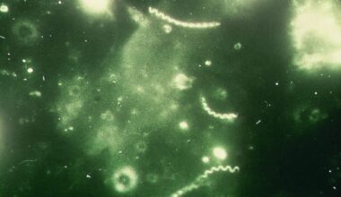 Gonorrhea and syphilis cases hit record highs in Europe – POLITICO