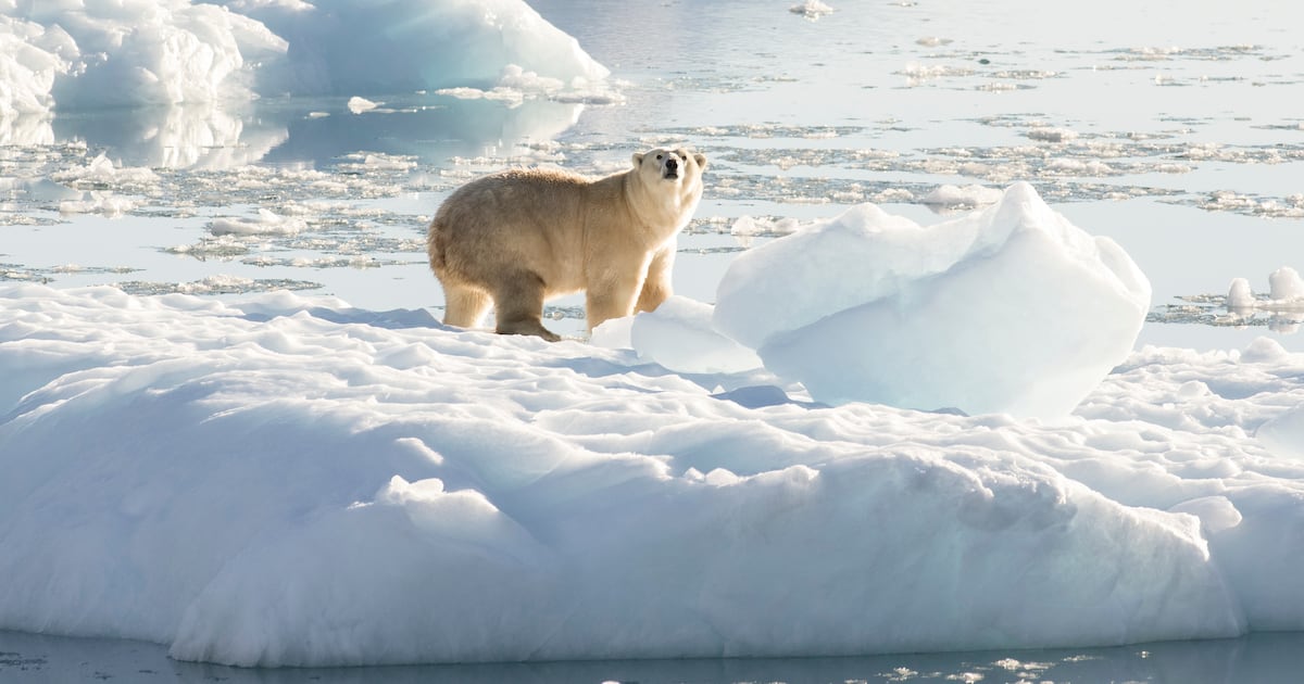 We are now experiencing the terrible cost of the feedback loops of climate change – The Irish Times