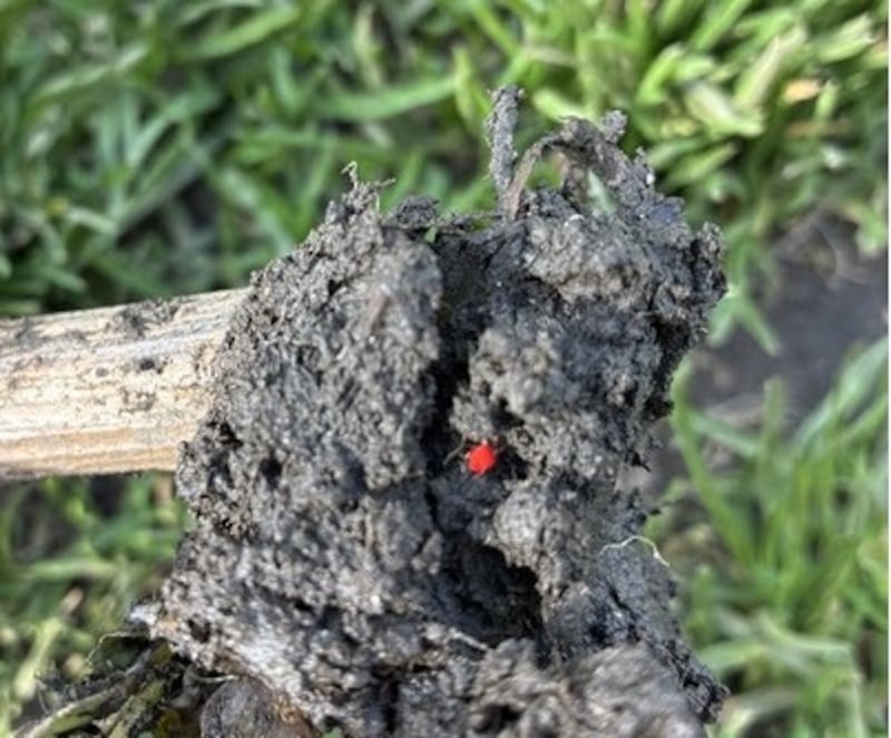 Red velvet mites have eight legs like spiders do, but are much smaller. They like wet places and often appear suddenly after rain. Photograph: Theo Basimi