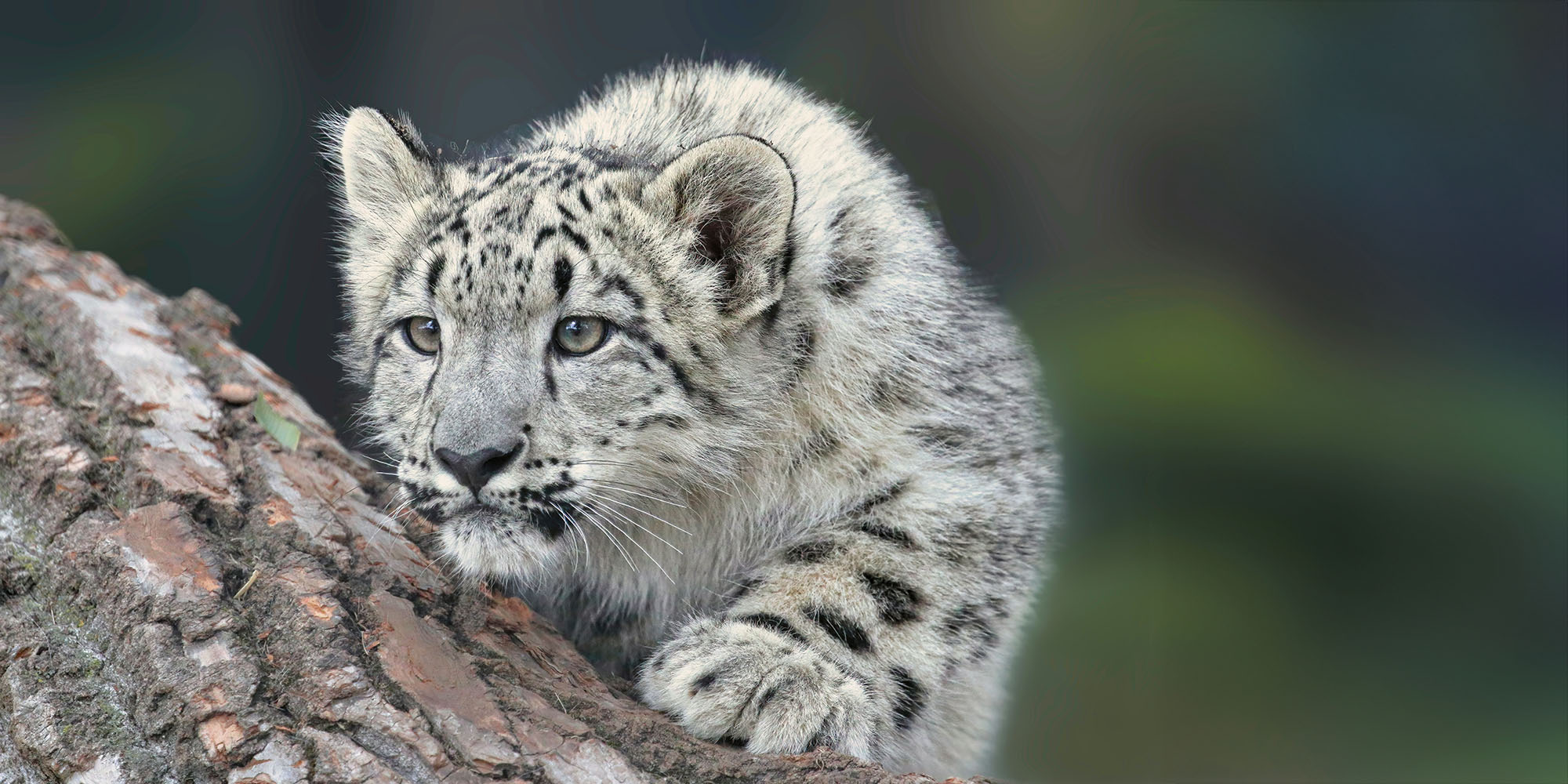 I'd love to see Apple adopt a tick-tock approach to software releases | Photo shows a young snow leopard