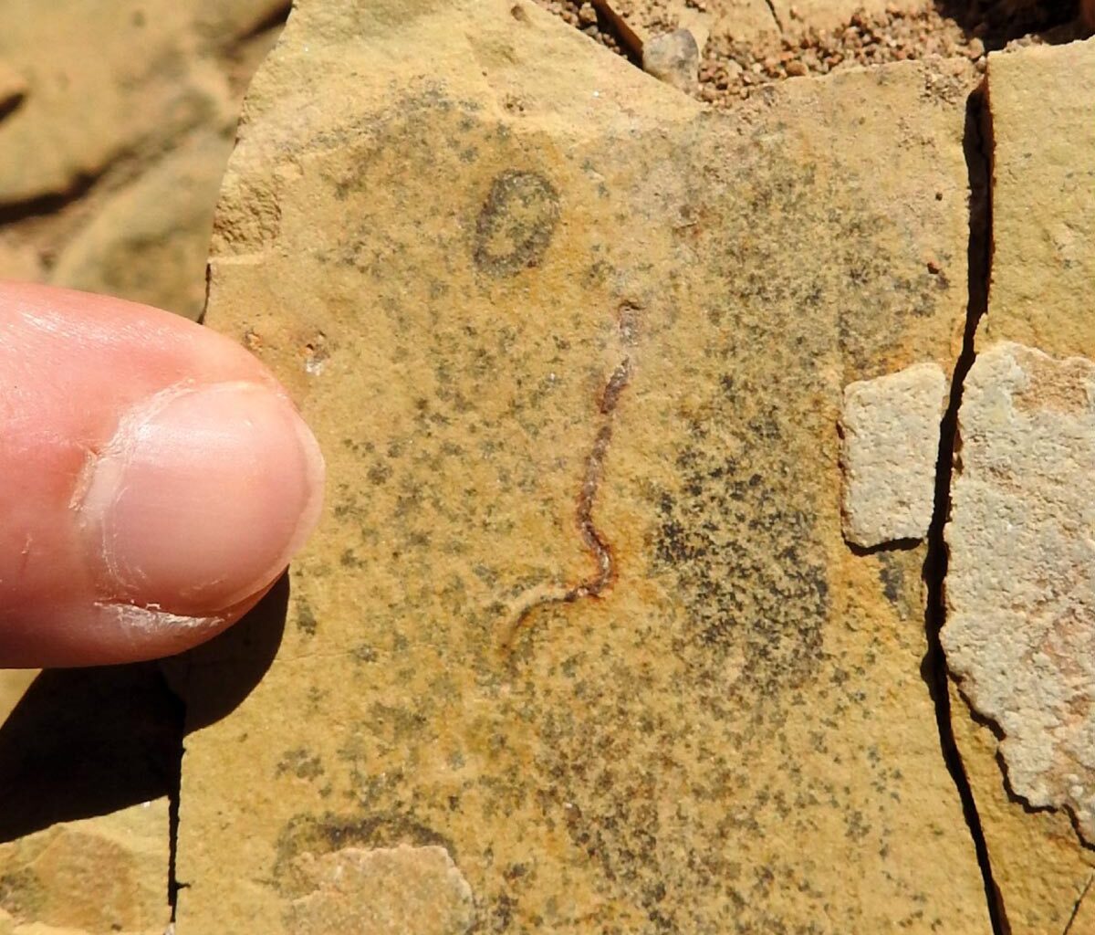 Intertwined Filaments Fossil
