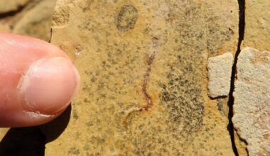 Intertwined Filaments Fossil
