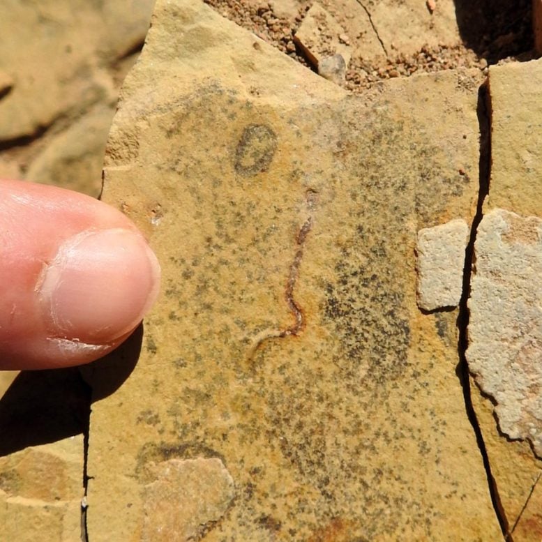 Intertwined Filaments Fossil
