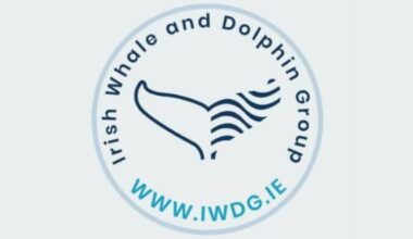 Investigation Launched After Rare Whale Washes Up In North Clare