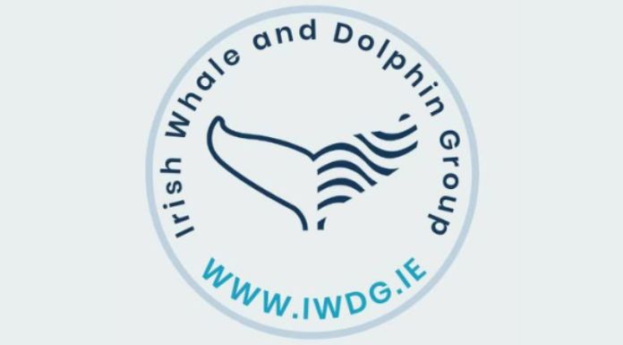 Investigation Launched After Rare Whale Washes Up In North Clare
