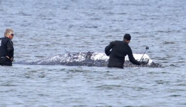 Danish researchers to do autopsy on celebrity whale