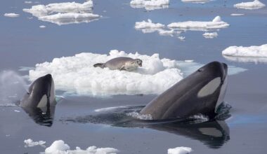 How Orcas Create Giant Waves to Hunt Seals on Ice Floes