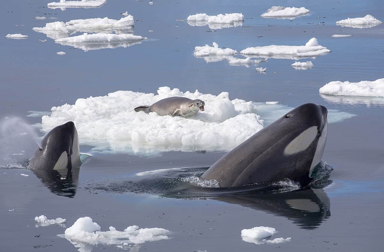 How Orcas Create Giant Waves to Hunt Seals on Ice Floes