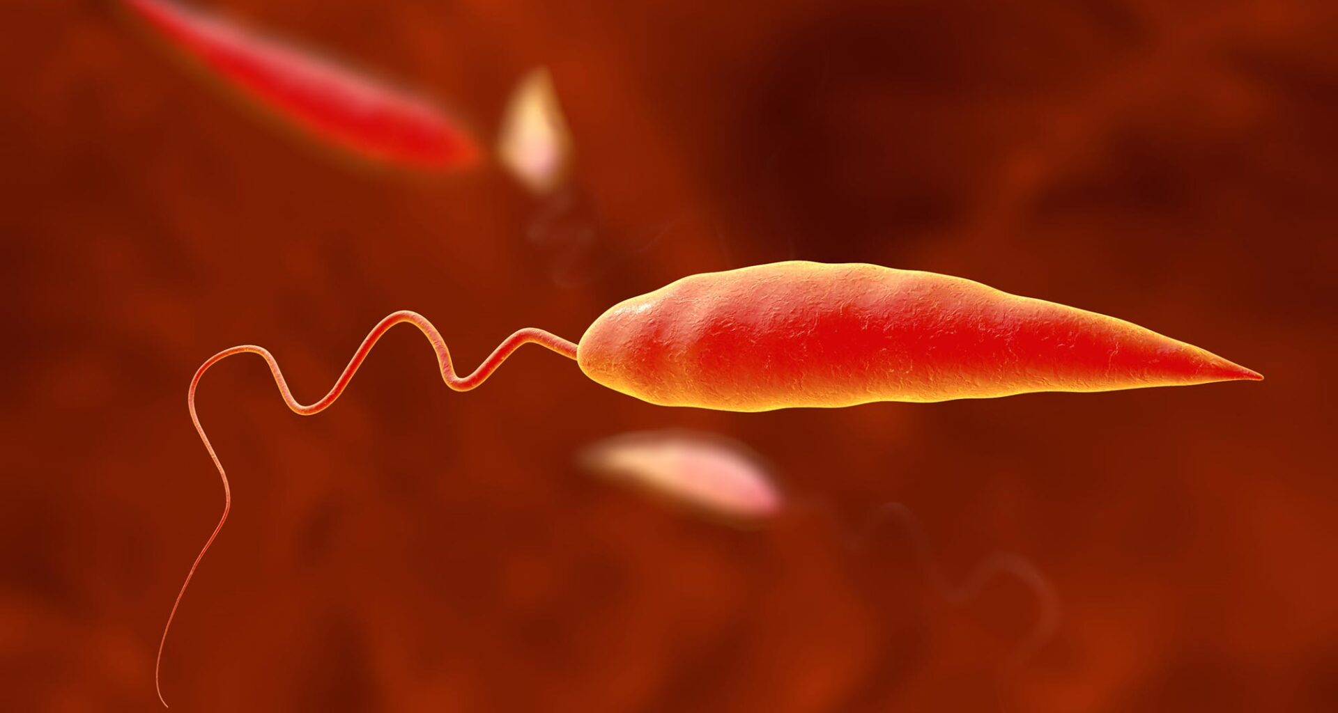 Leishmania Parasite Leishmaniasis